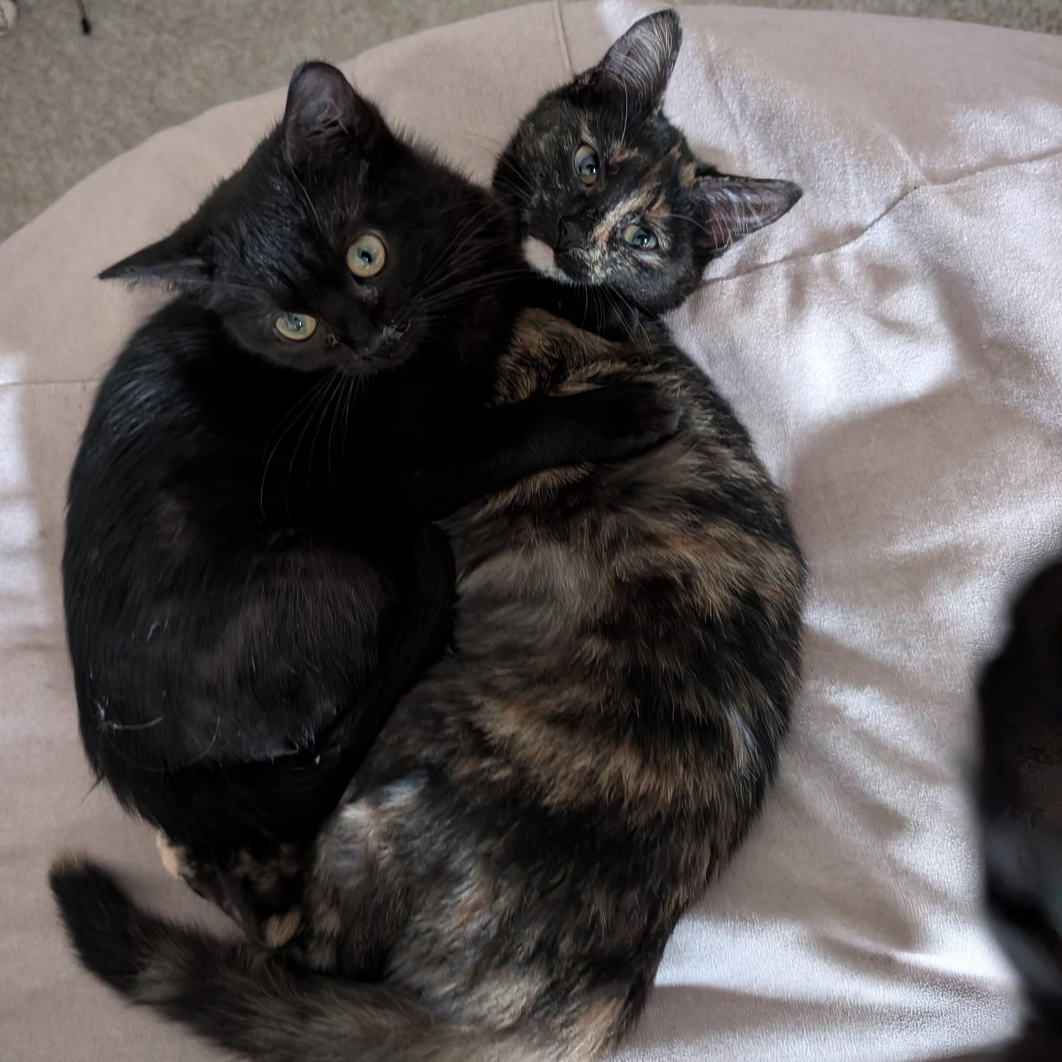 Enlarge Isabella , a ADOPTABLE Domestic Short Hair in Wilmington, NC image 3/6