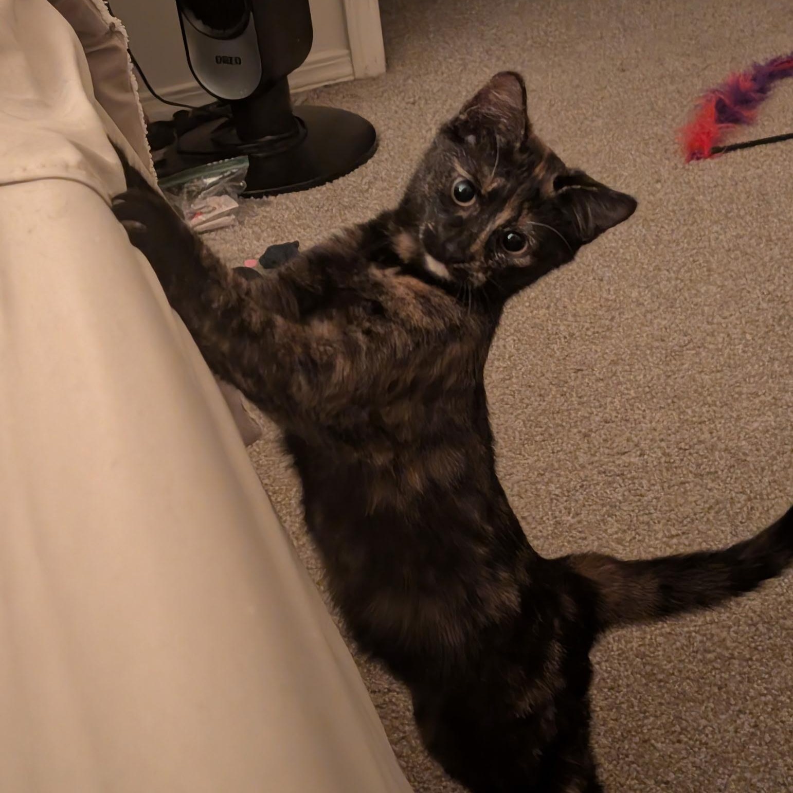 Enlarge Isabella , a ADOPTABLE Domestic Short Hair in Wilmington, NC image 4/6