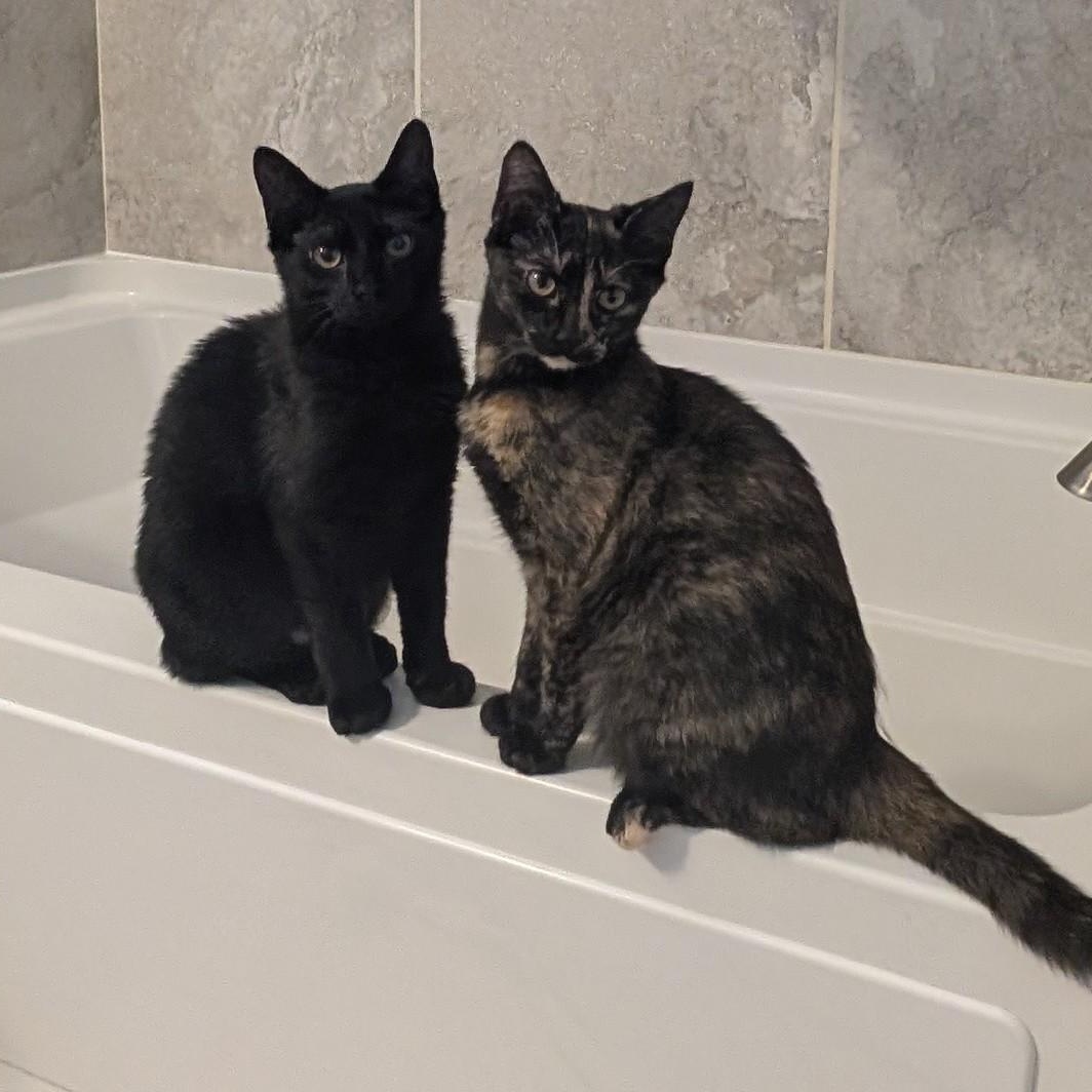 Enlarge Isabella , a ADOPTABLE Domestic Short Hair in Wilmington, NC image 1/6