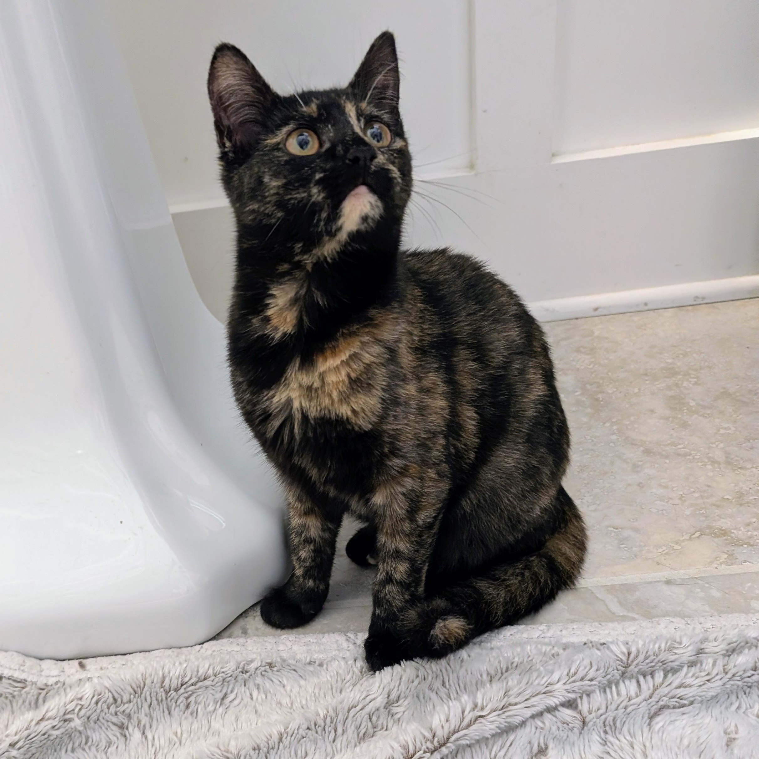 Isabella , adoptable, Kitten Female Domestic Short Hair.