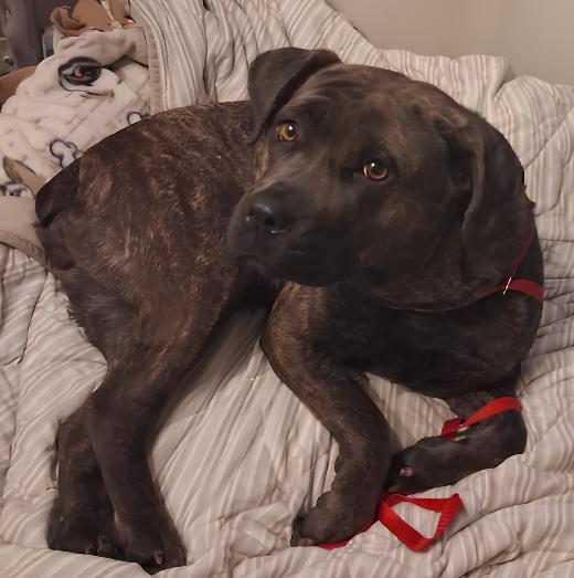 Ellie, Adoptable, Young Female Cane Corso.