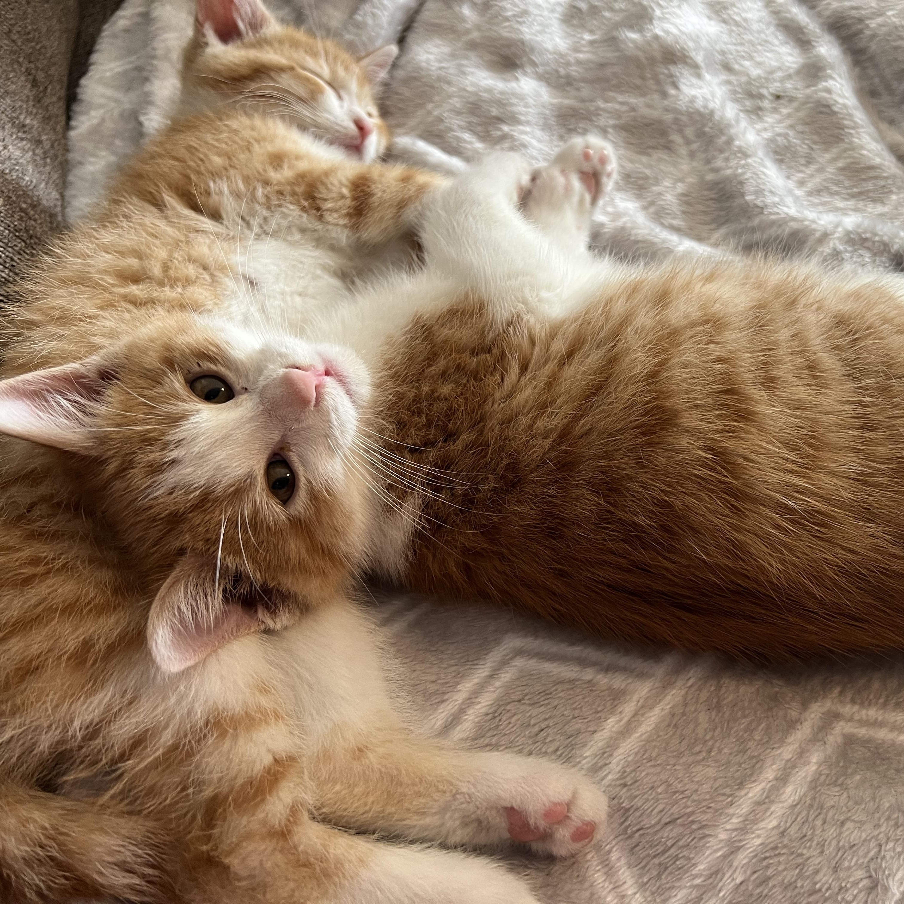 Oz, adopted, Kitten Male Domestic Short Hair.