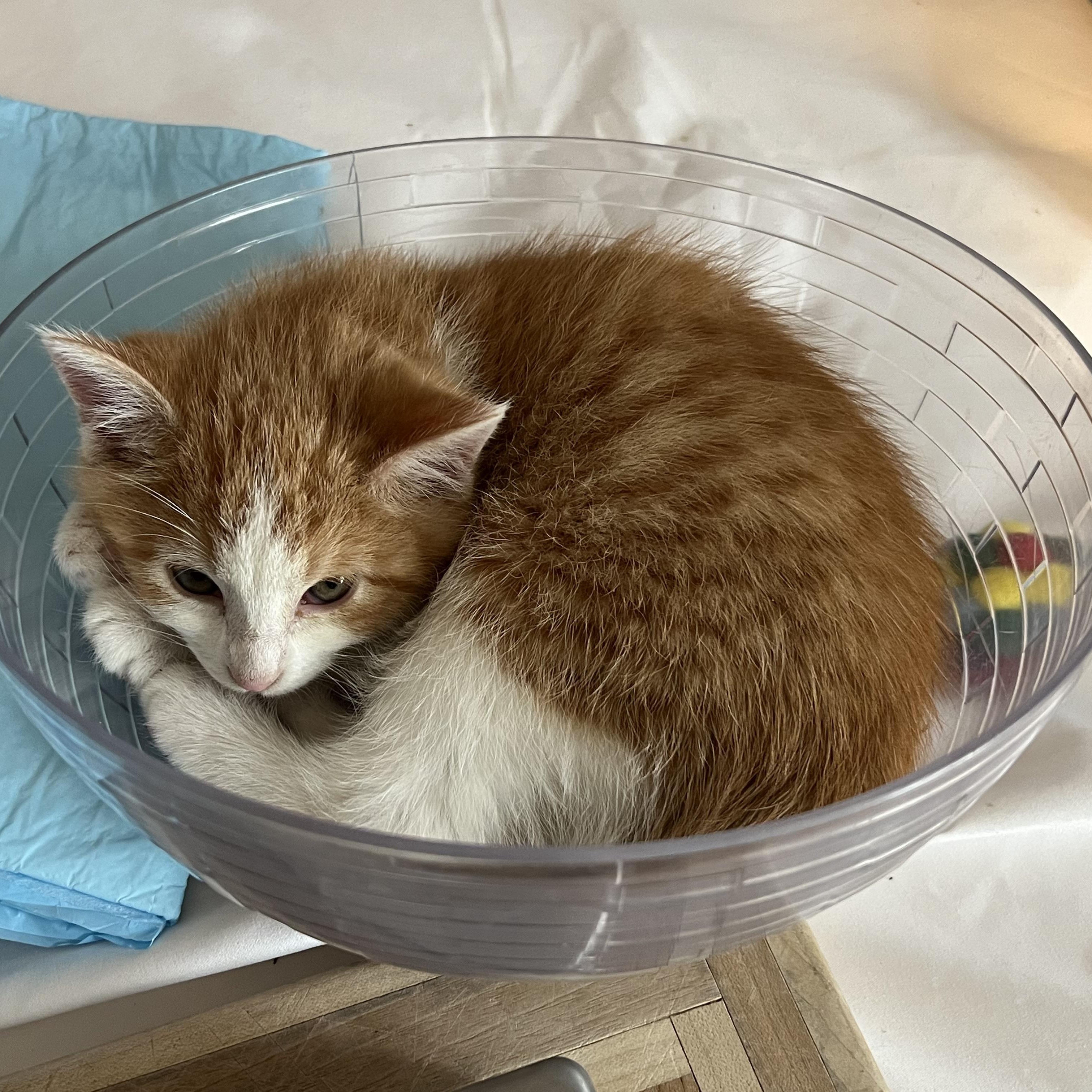 Enlarge Oz, an adopted Domestic Short Hair in Madison, WI image 5/6