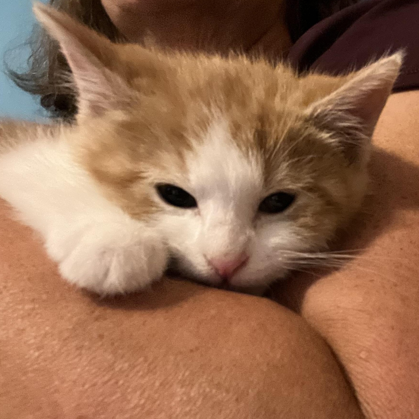 Enlarge Oz, an adopted Domestic Short Hair in Madison, WI image 3/6