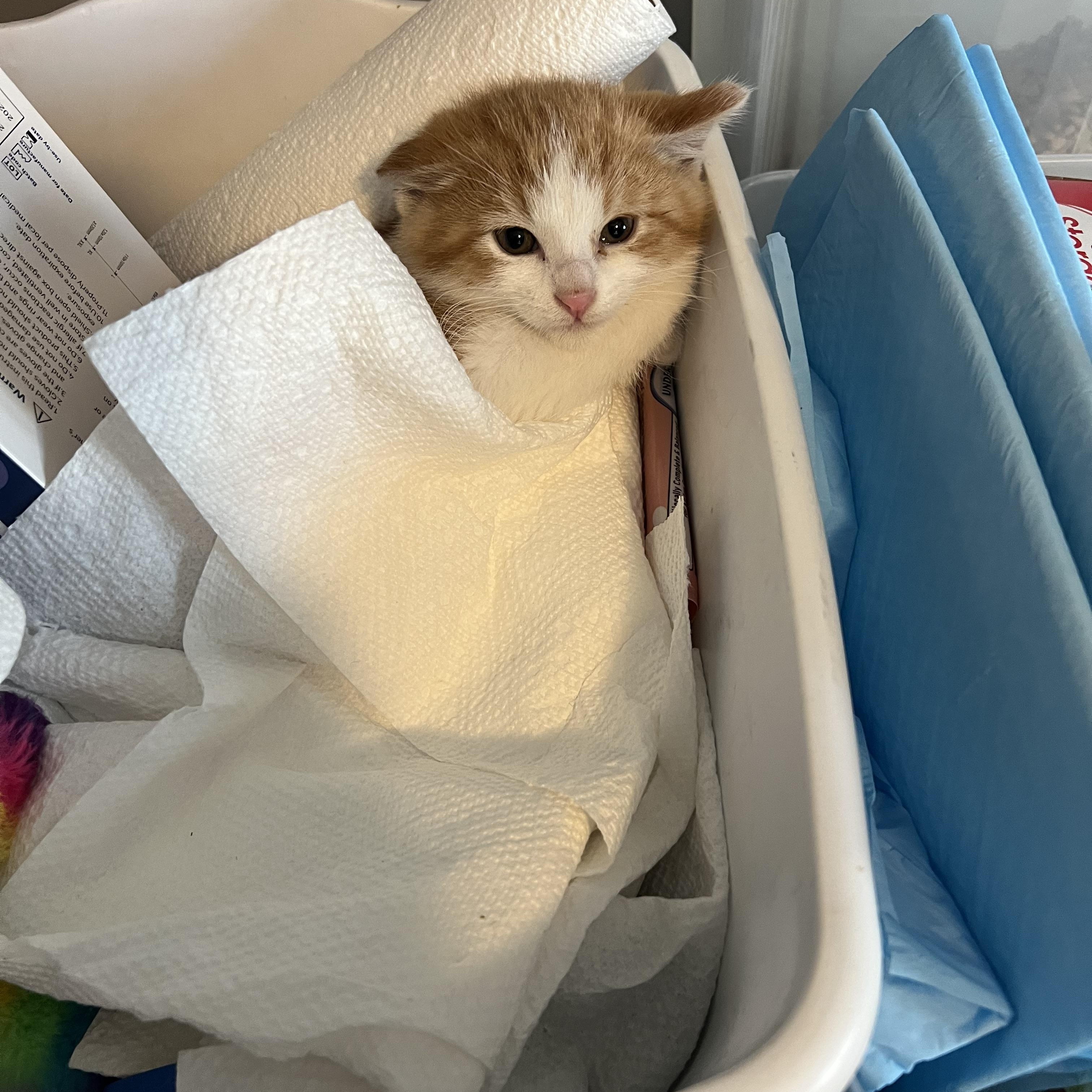 Enlarge Oz, an adopted Domestic Short Hair in Madison, WI image 6/6