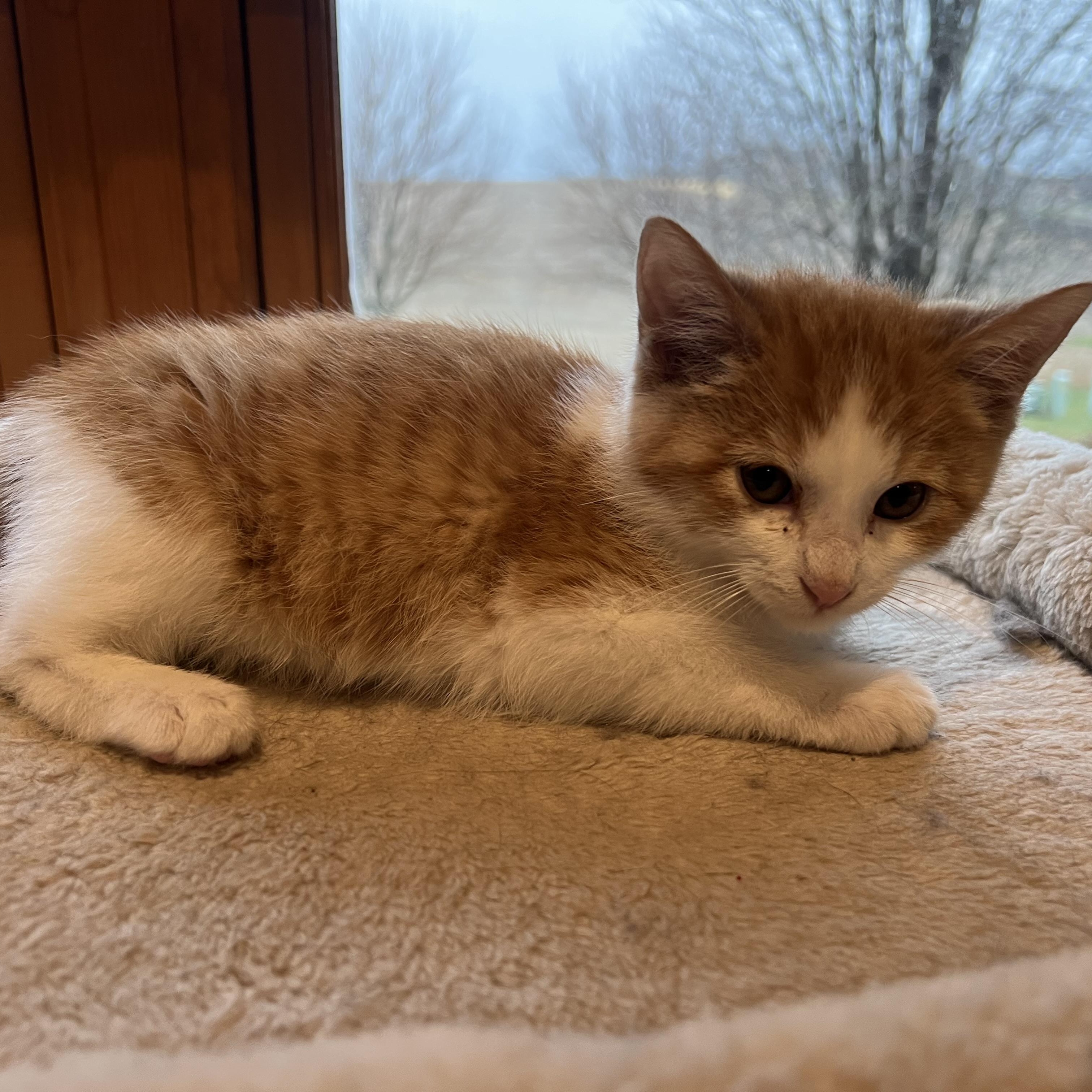 Enlarge Oz, an adopted Domestic Short Hair in Madison, WI image 2/6