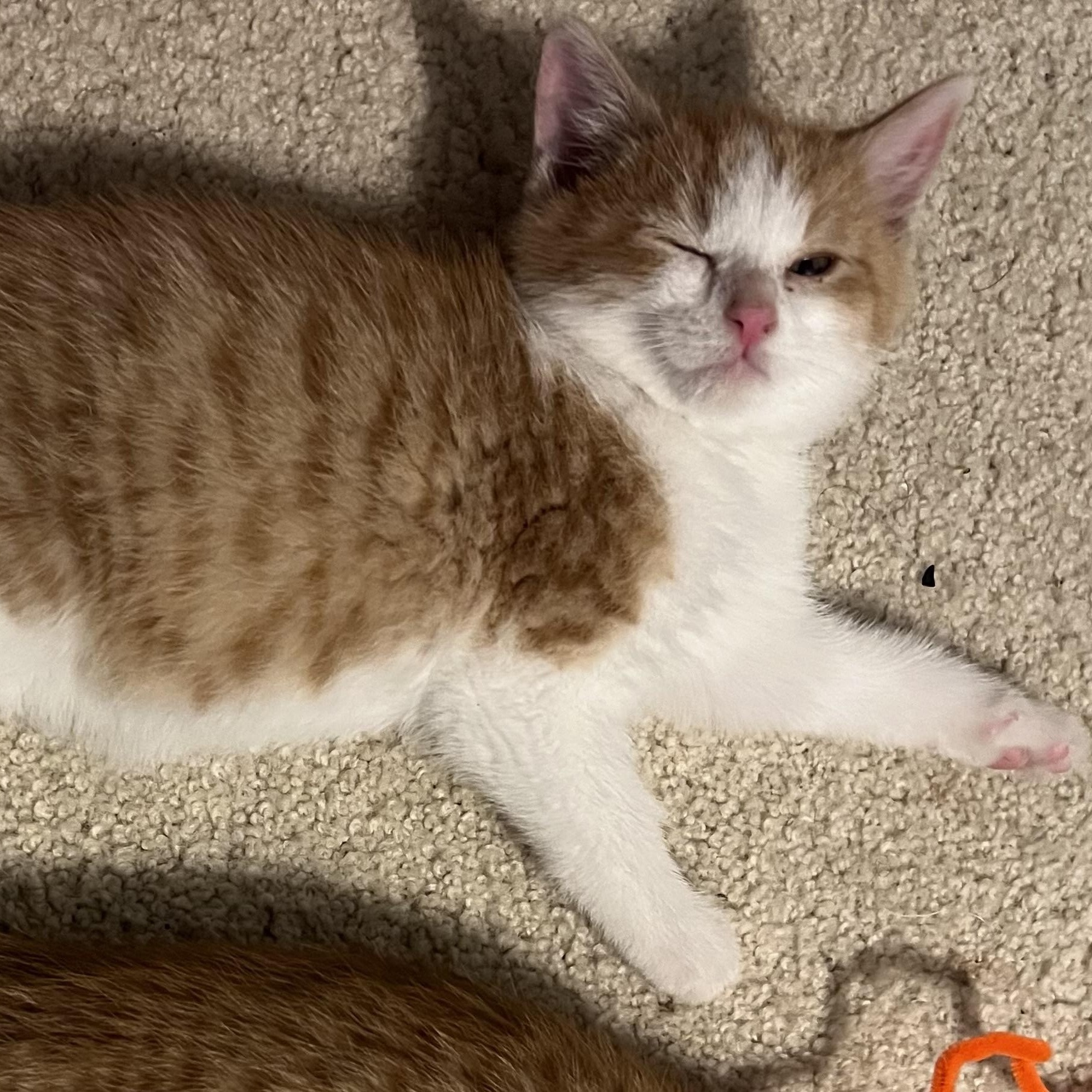 Enlarge Oz, an adopted Domestic Short Hair in Madison, WI image 4/6