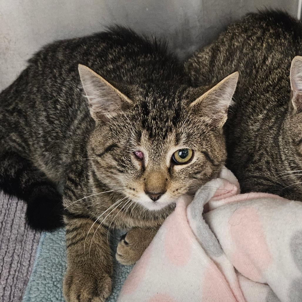 Enlarge Olive, a Adoptable Domestic Short Hair in Oneonta, NY image 1/1