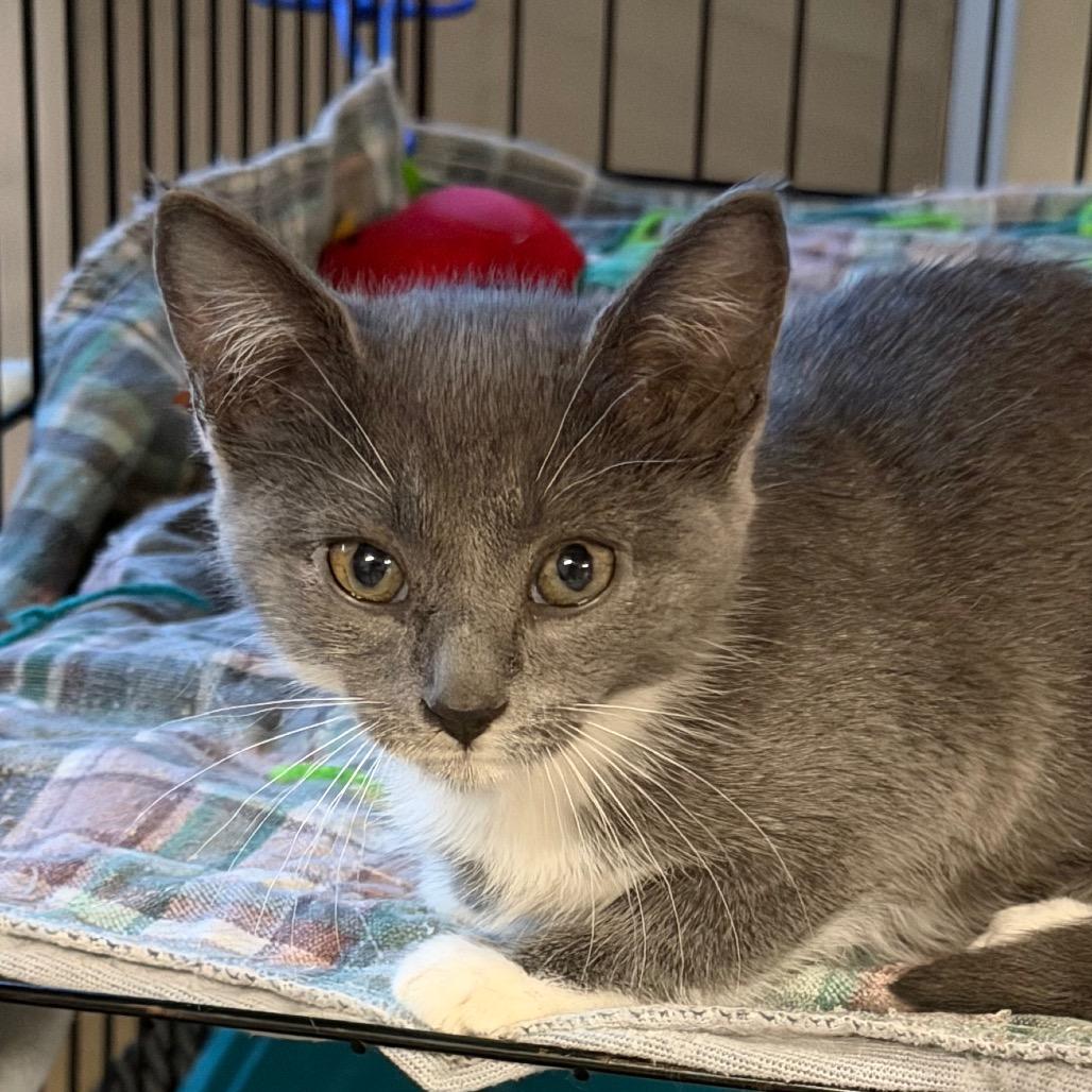 Susan, Adoptable, Kitten Female Domestic Short Hair.