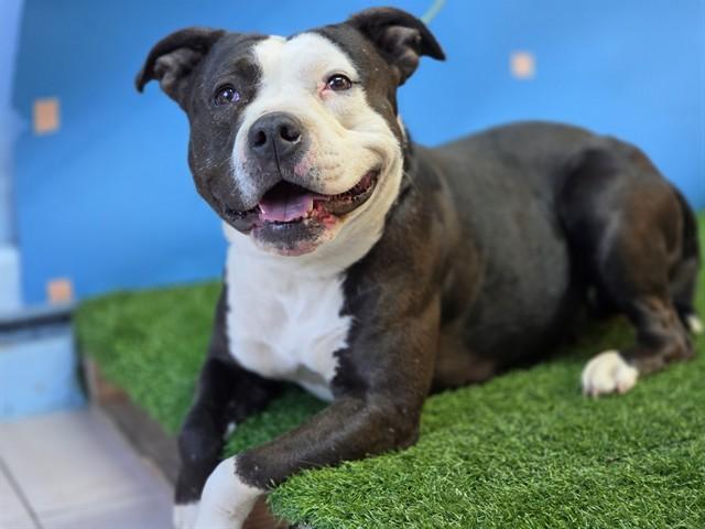SIETE, Adoptable, Adult Female Pit Bull Terrier.