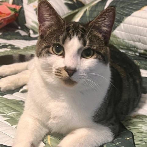 Crackle, Adoptable, Young Female Domestic Short Hair.