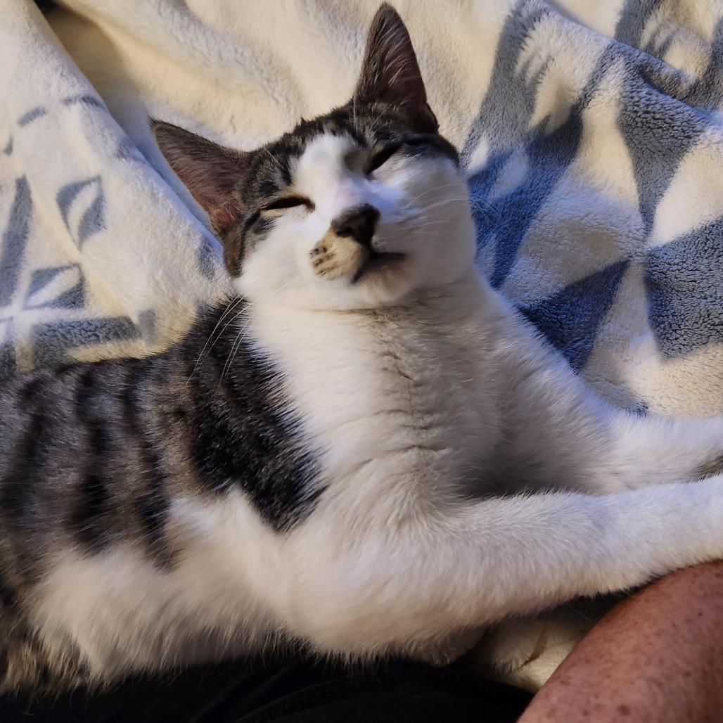 Enlarge Crackle, a Adoptable Domestic Short Hair in Talent, OR image 1/4