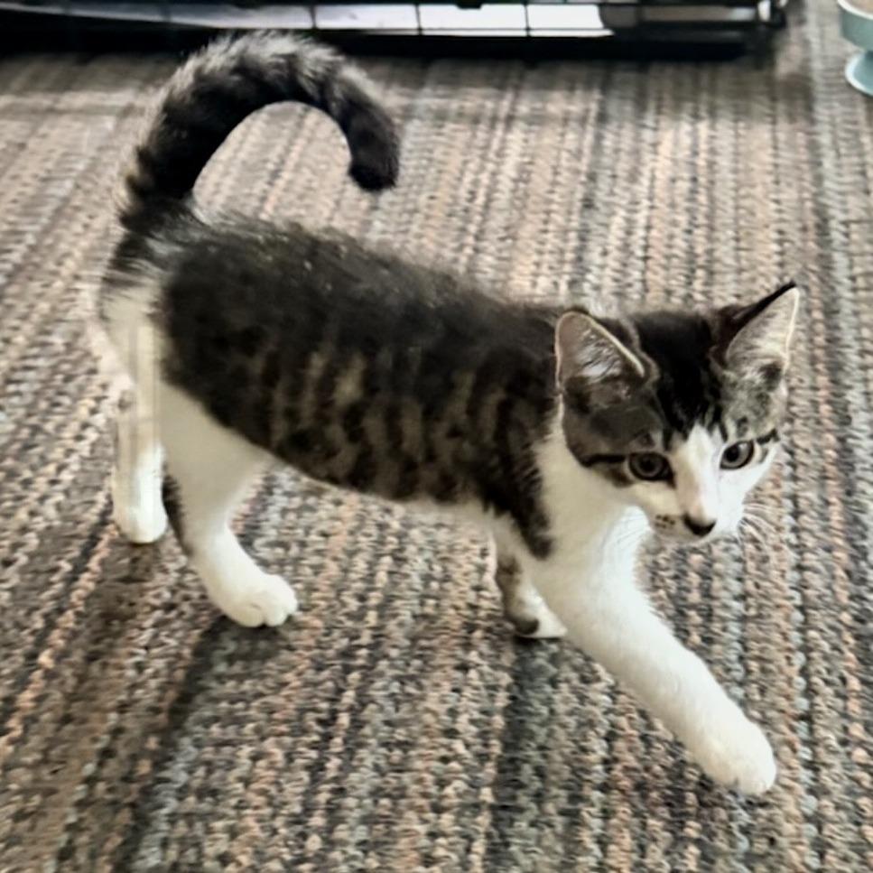 Enlarge Crackle, a Adoptable Domestic Short Hair in Talent, OR image 2/4