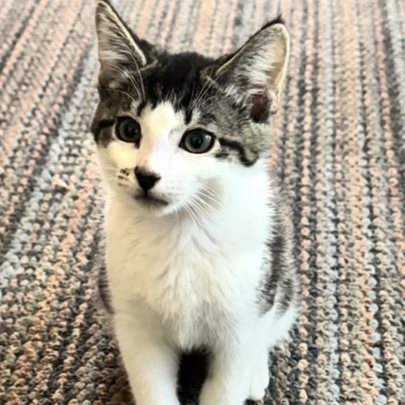 Enlarge Crackle, a Adoptable Domestic Short Hair in Talent, OR image 3/4