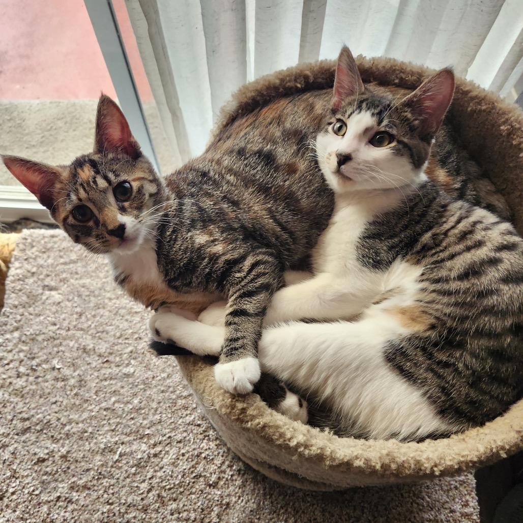 Enlarge Crackle, a Adoptable Domestic Short Hair in Talent, OR image 4/4