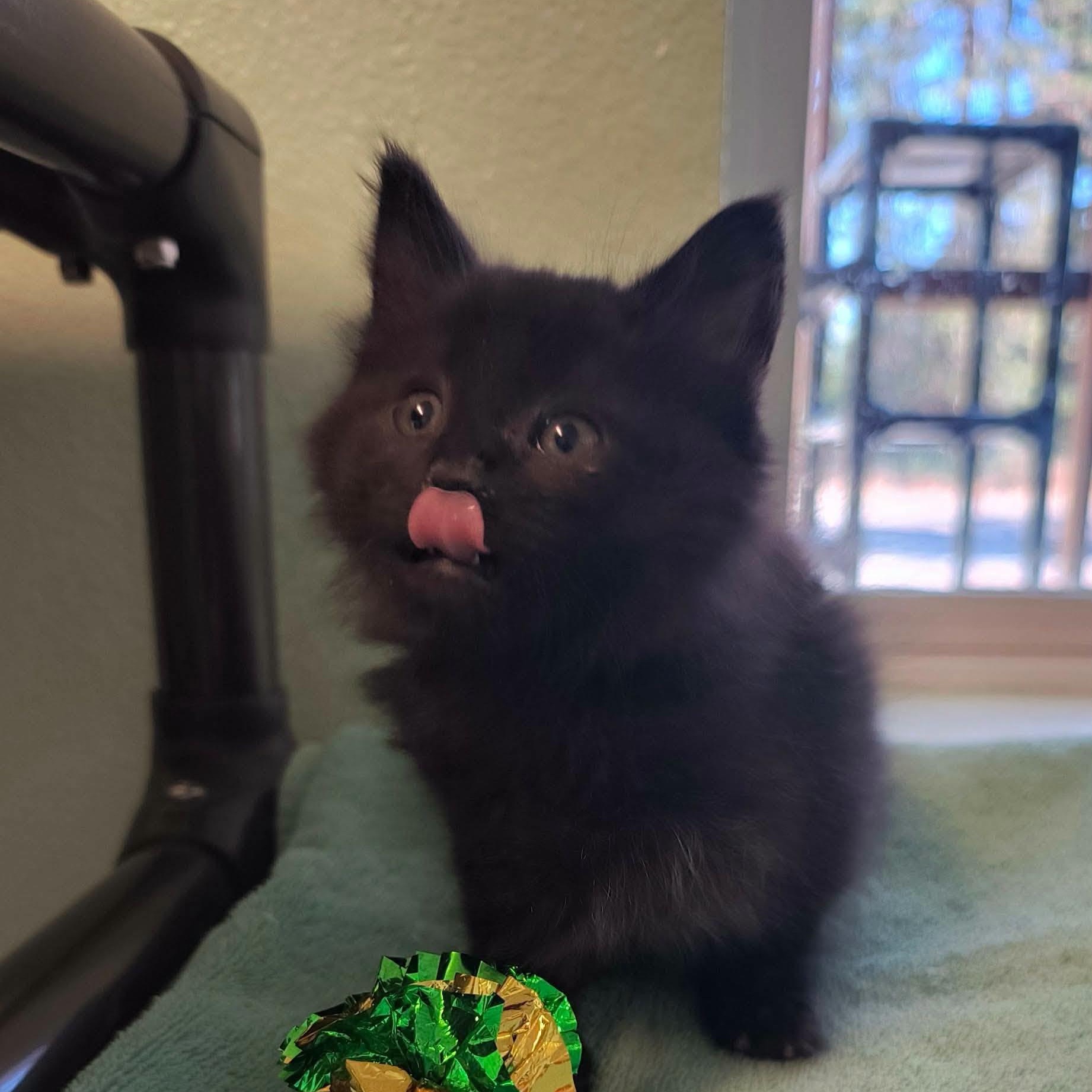 Damon, adopted, Kitten Male Domestic Medium Hair.