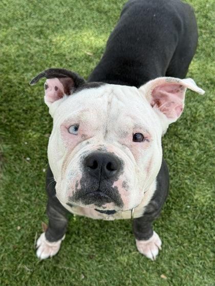 Enlarge Tera - 1, a Adoptable mixed breed in Daytona Beach, FL image 1/2