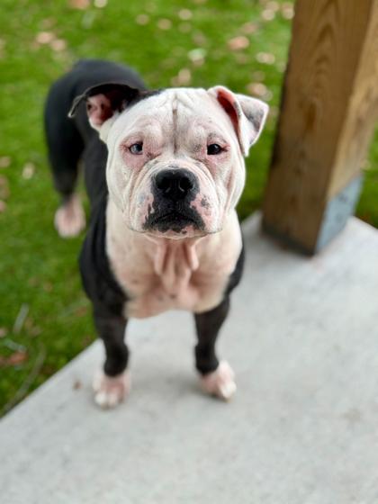 Enlarge Tera - 1, a Adoptable mixed breed in Daytona Beach, FL image 2/2