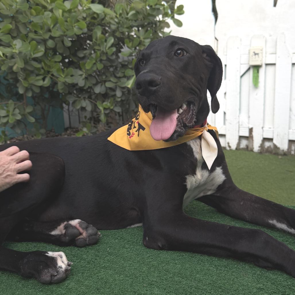 Enlarge Jack, a Adoptable Great Dane in Sarasota, FL image 1/6