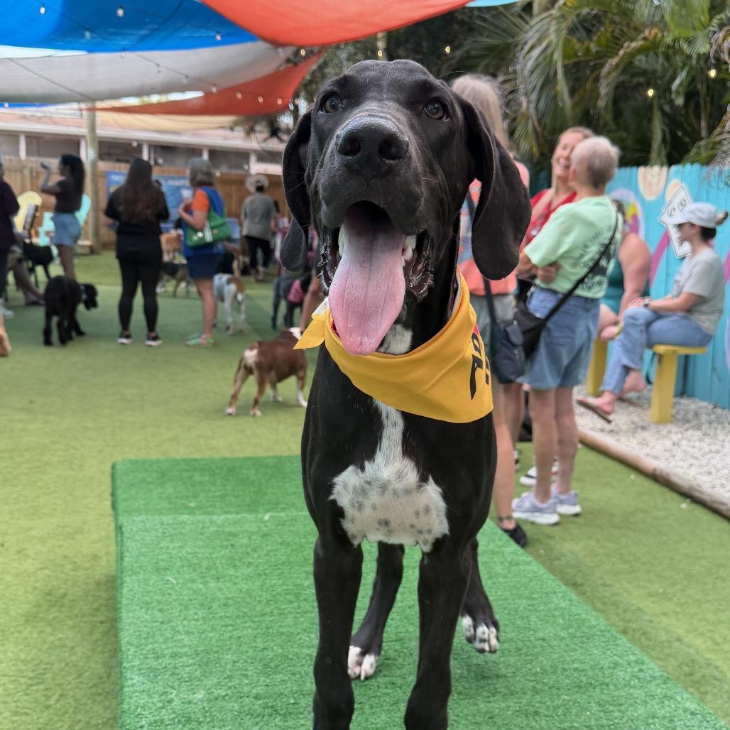 Enlarge Jack, a Adoptable Great Dane in Sarasota, FL image 2/6