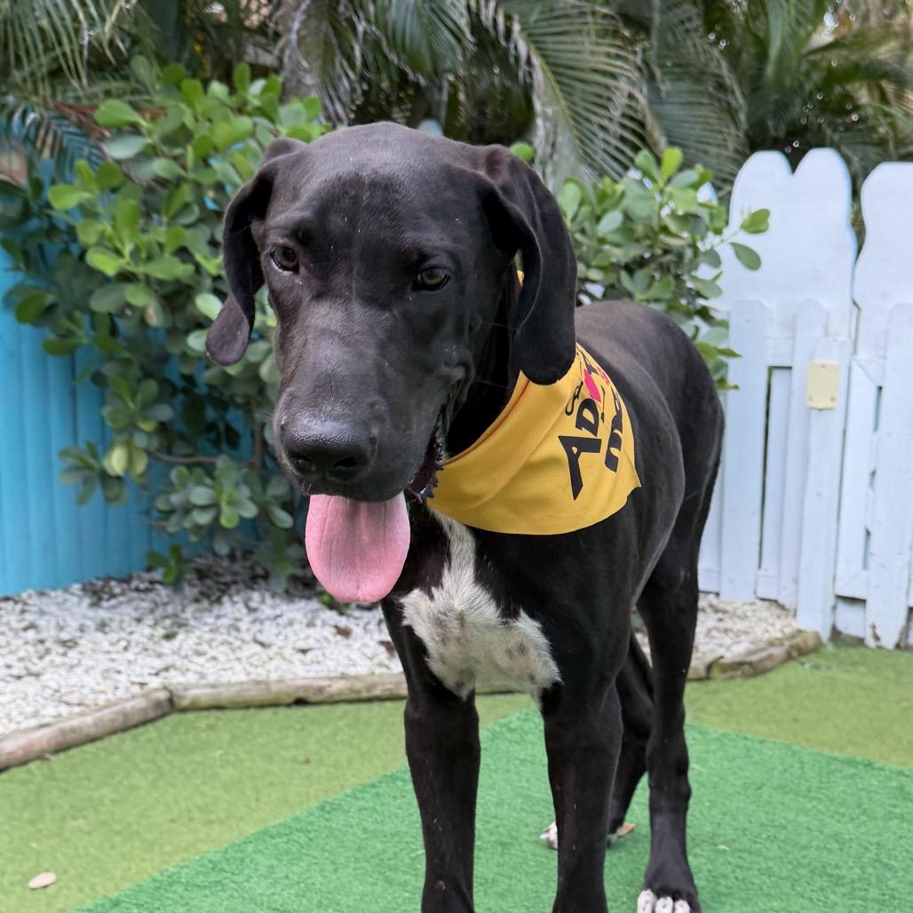 Enlarge Jack, a Adoptable Great Dane in Sarasota, FL image 4/6