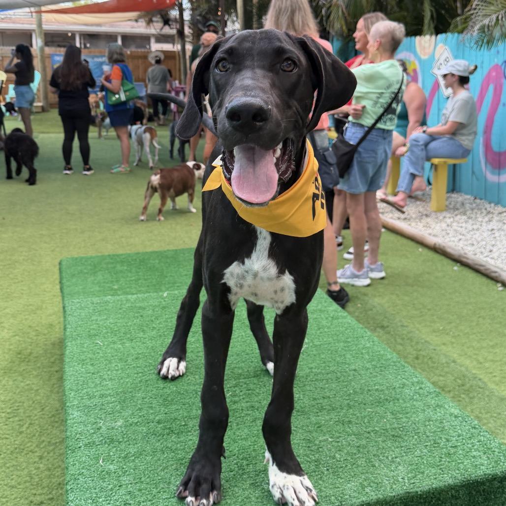 Enlarge Jack, a Adoptable Great Dane in Sarasota, FL image 5/6