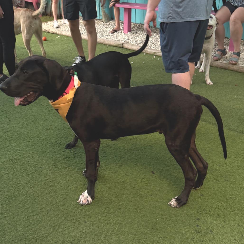Enlarge Jack, a Adoptable Great Dane in Sarasota, FL image 6/6