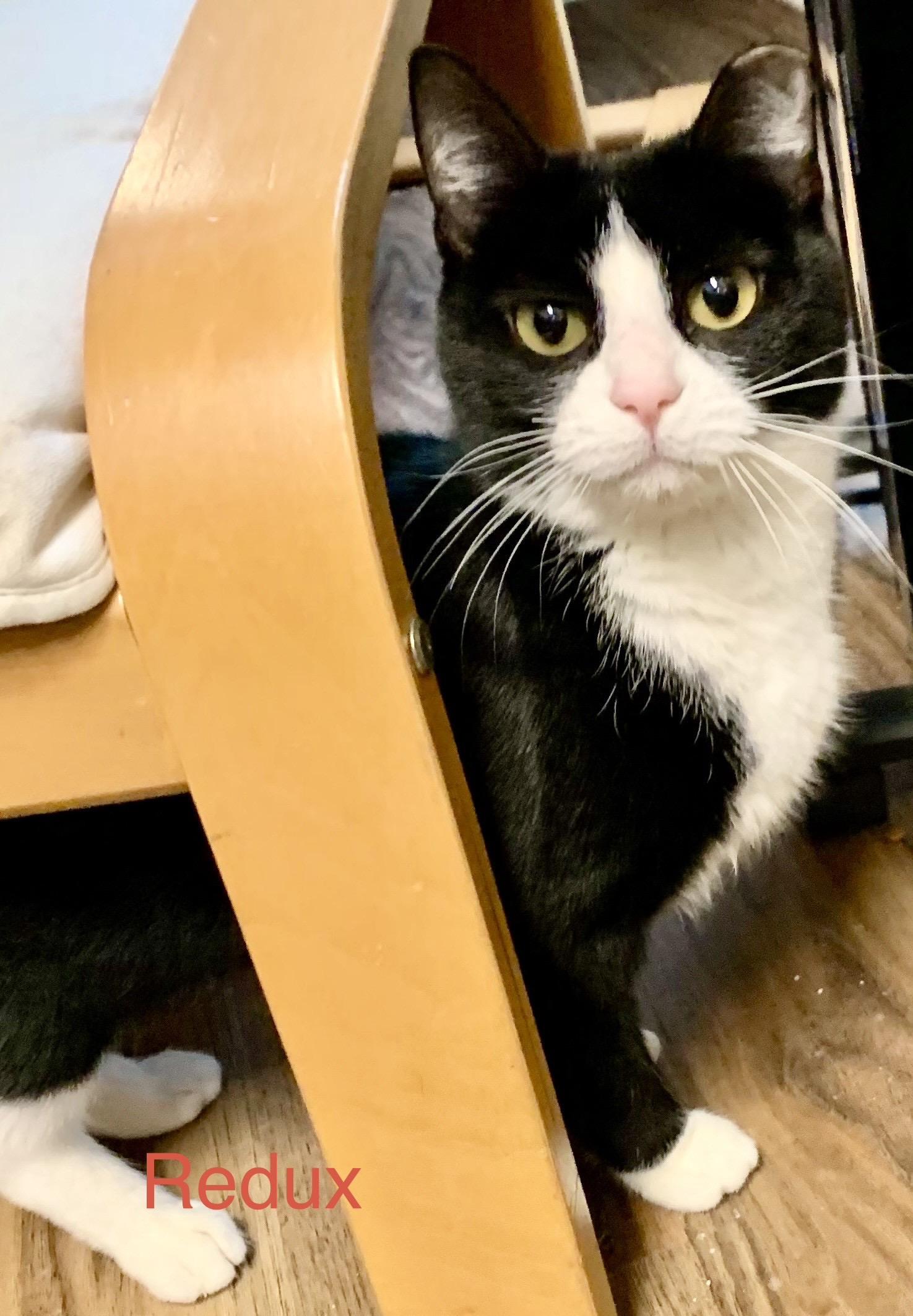 Redux , Adoptable, Adult Female Domestic Short Hair.