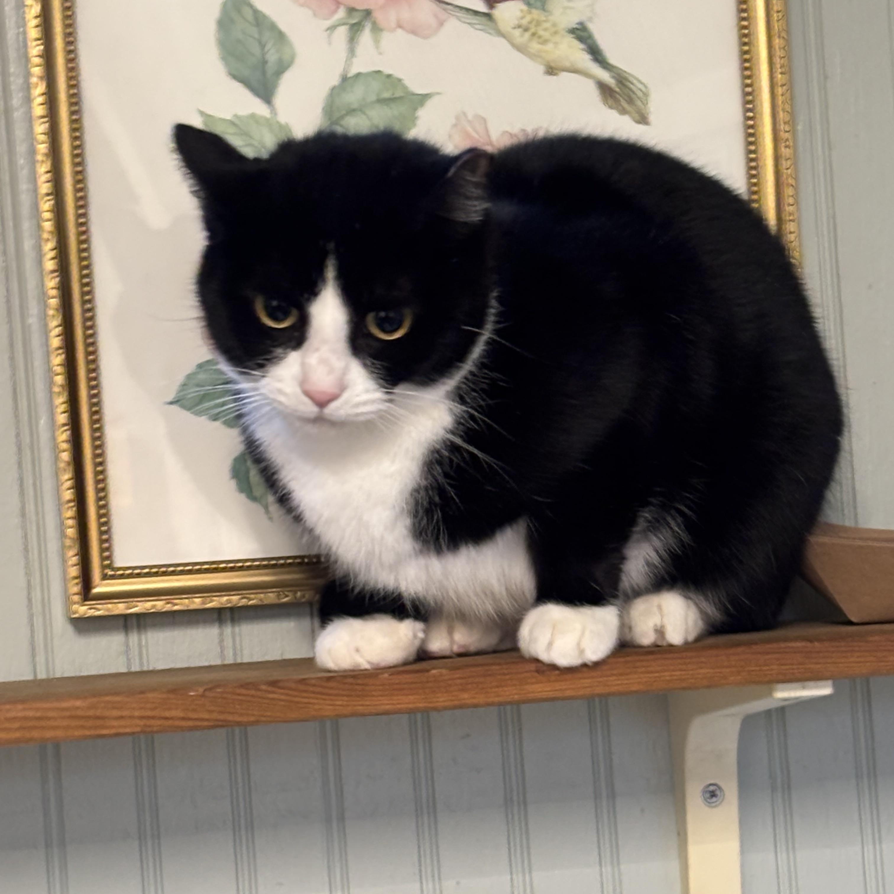 Redux , a Adoptable mixed breed in Annapolis, MD image 2/2