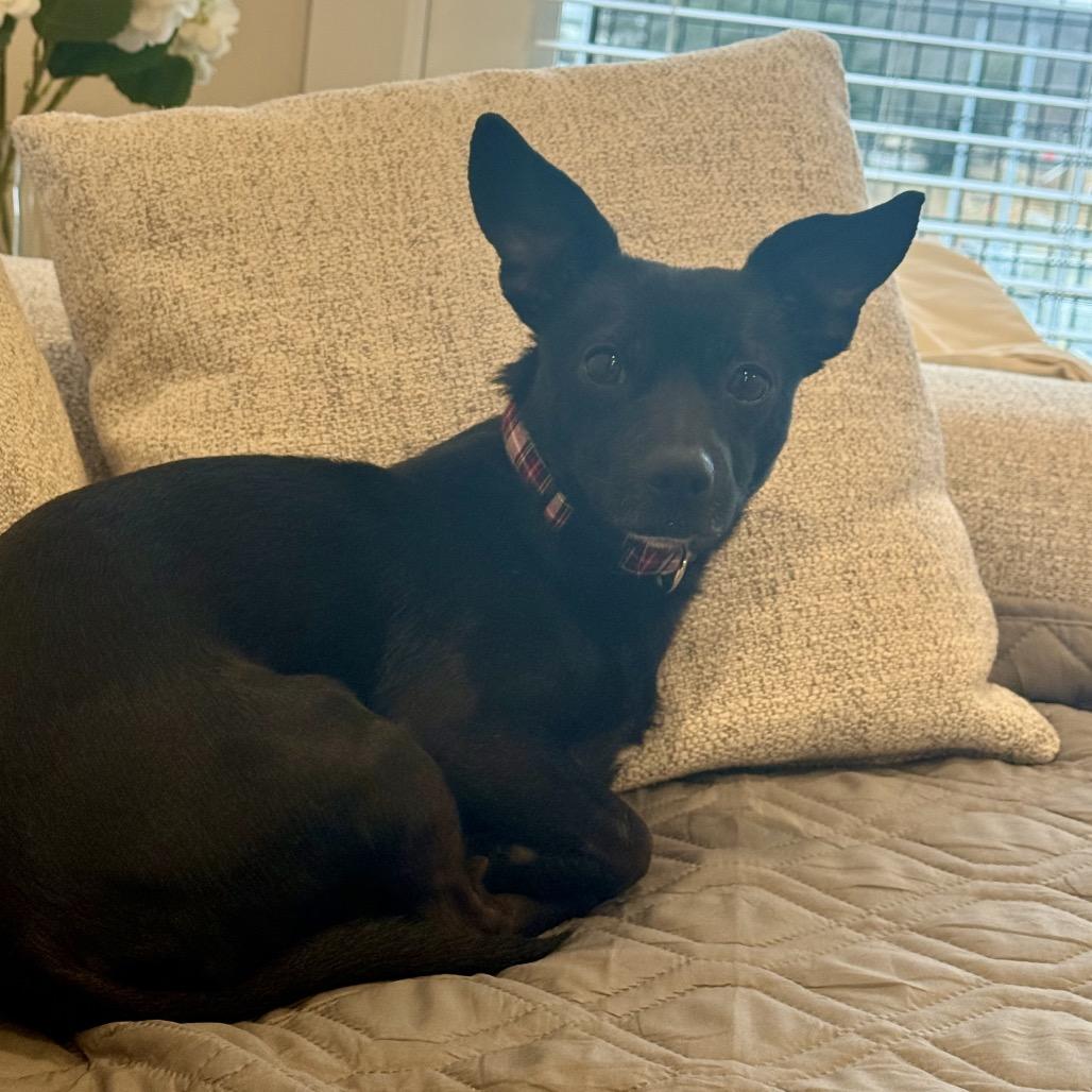 Norbert, Adoptable, Adult Male Chihuahua & Dachshund.