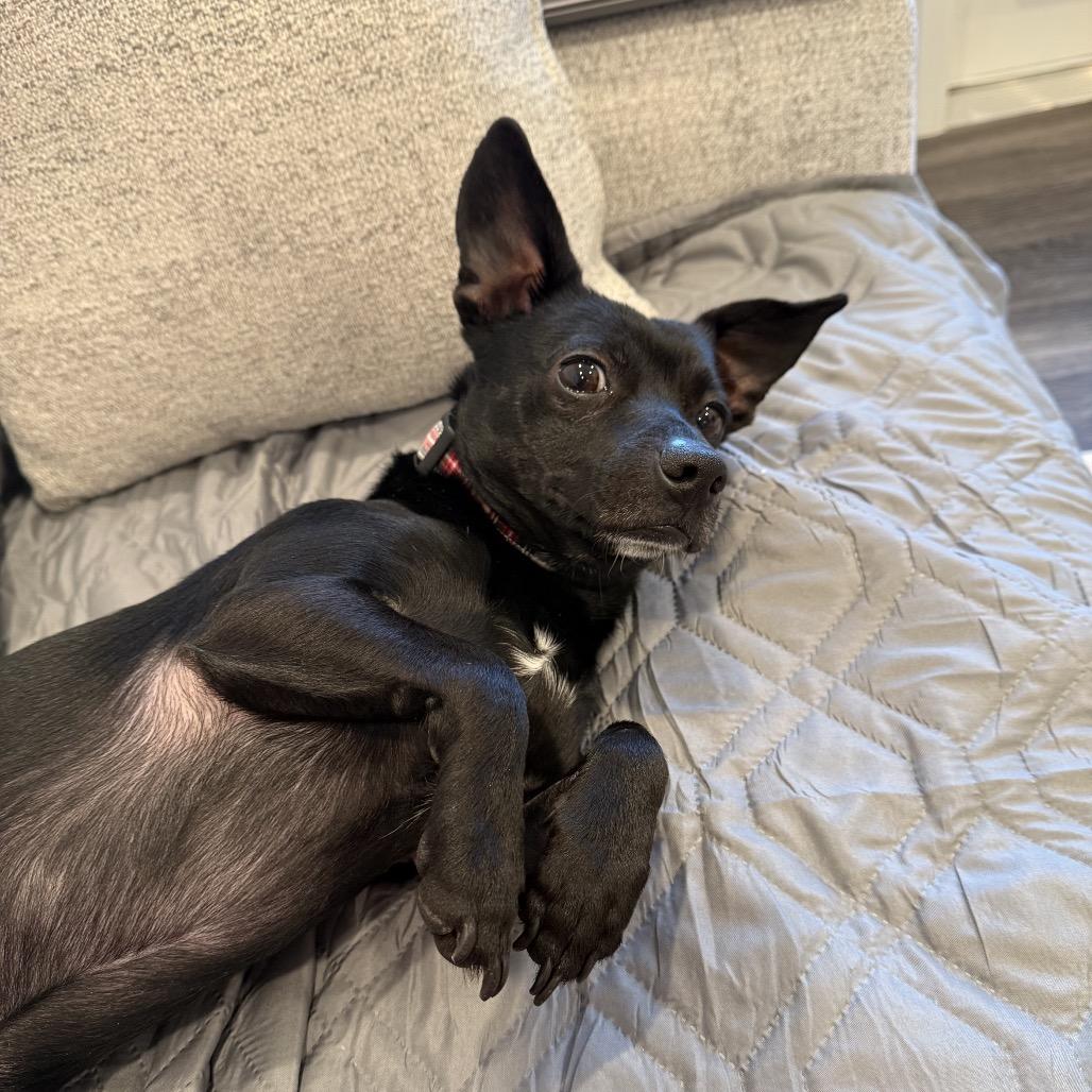 Enlarge Norbert, a Adoptable mixed breed in Durham, NC image 2/6