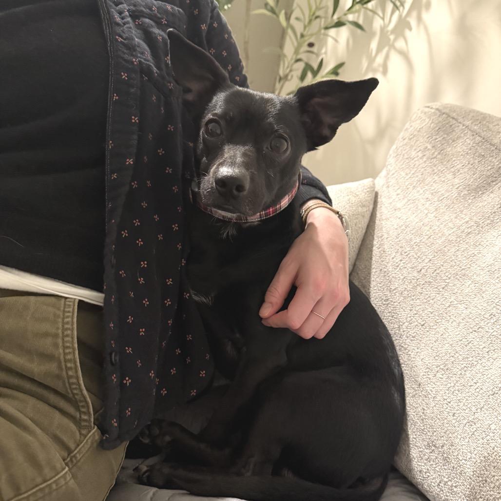 Enlarge Norbert, a Adoptable mixed breed in Durham, NC image 4/6