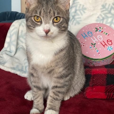 Enlarge Sterling, a ADOPTABLE Domestic Short Hair in Philadelphia, PA image 5/5