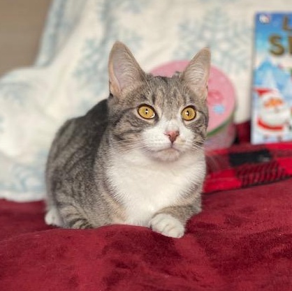 Enlarge Sterling, a ADOPTABLE Domestic Short Hair in Philadelphia, PA image 3/5