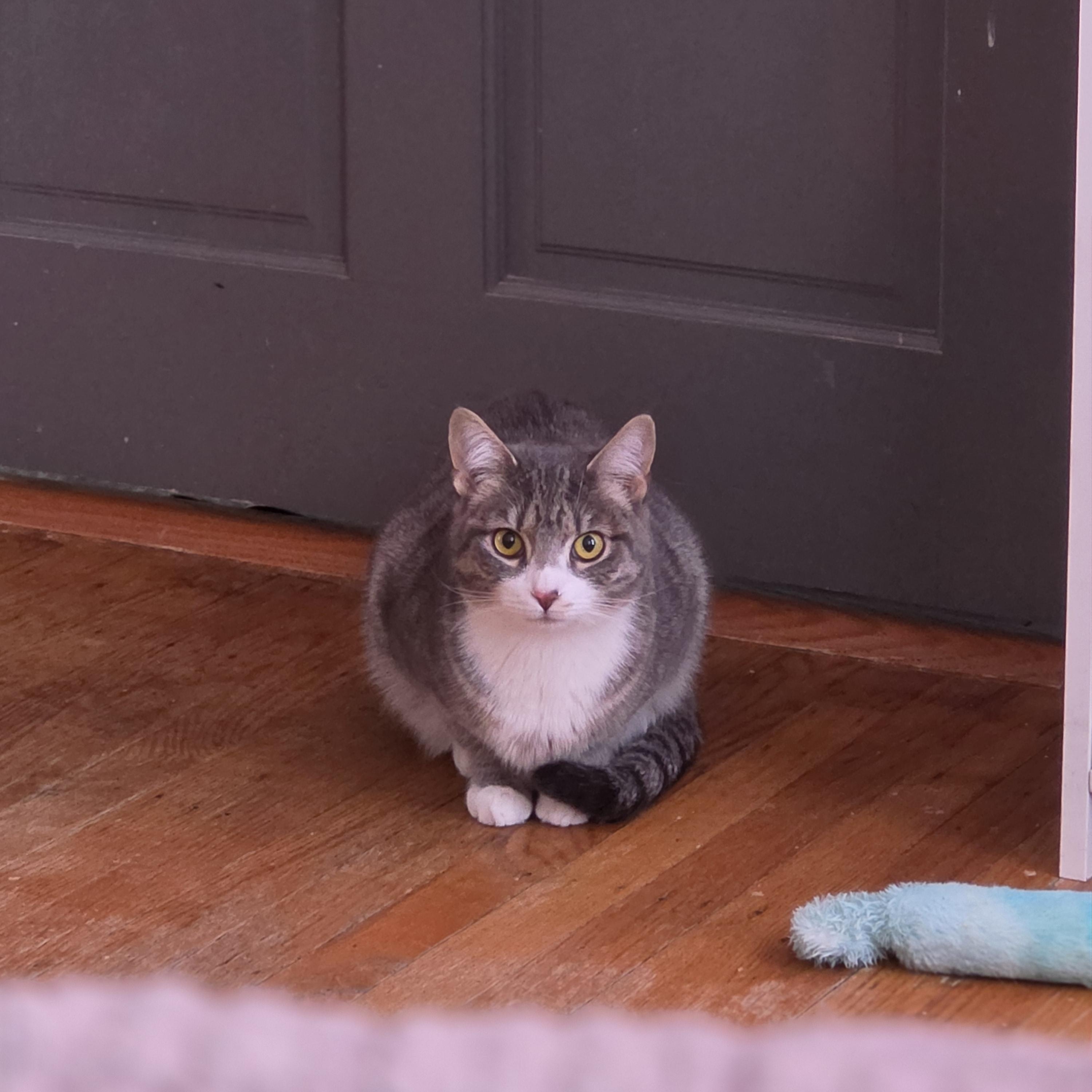 Enlarge Sterling, a ADOPTABLE Domestic Short Hair in Philadelphia, PA image 3/5