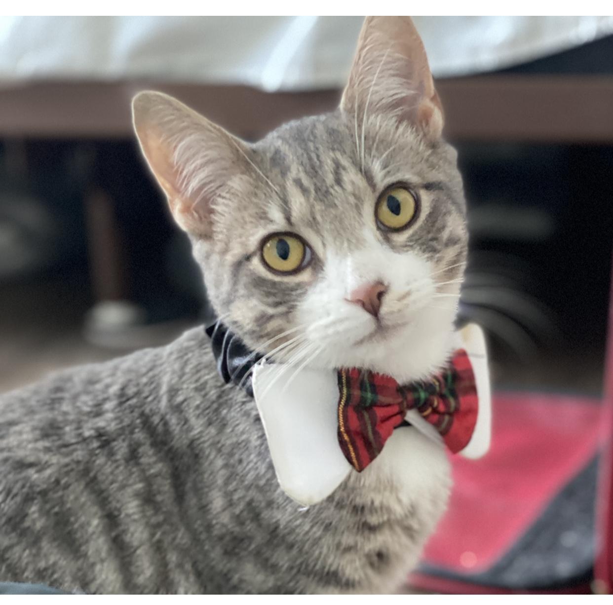 Enlarge Sterling, a ADOPTABLE Domestic Short Hair in Philadelphia, PA image 1/5