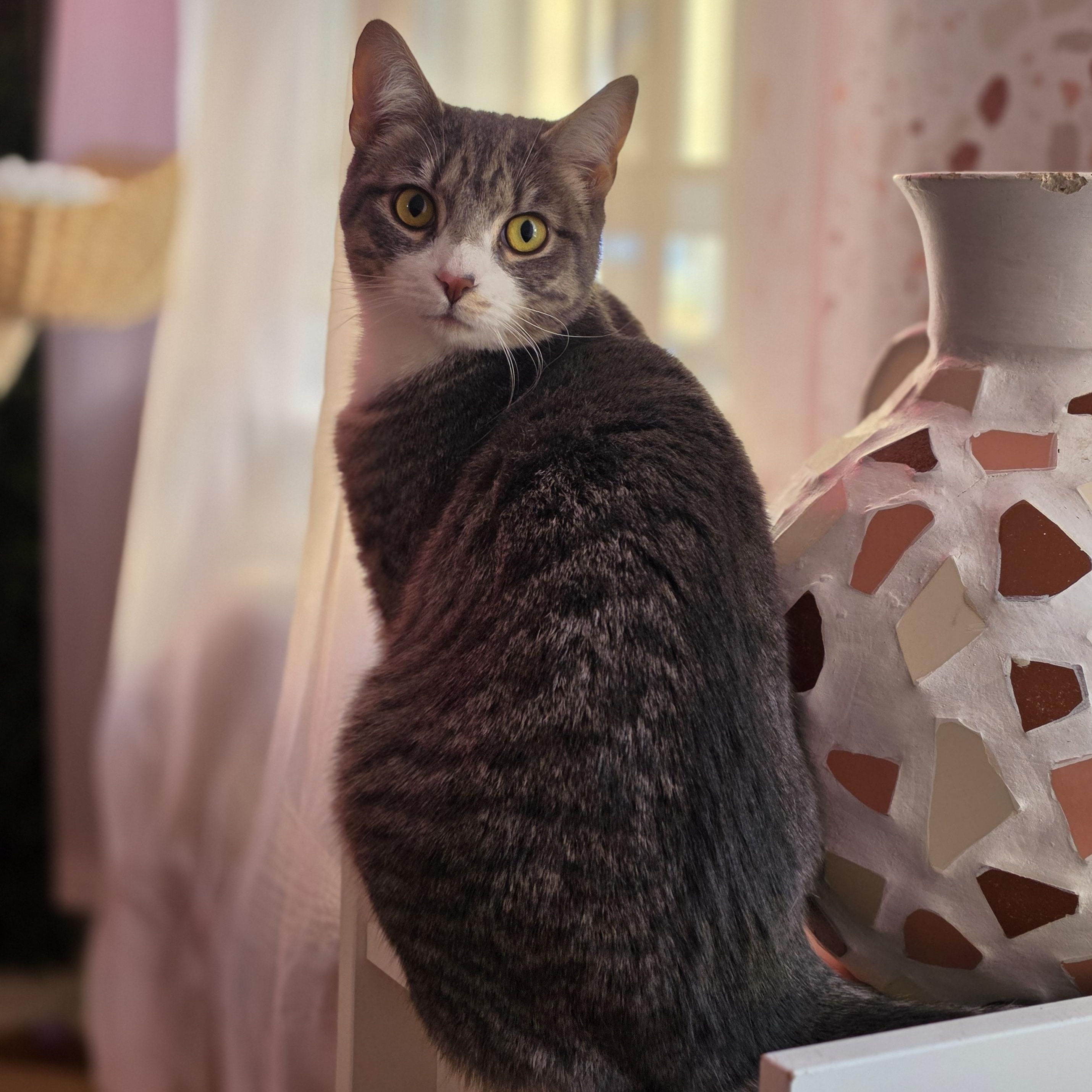 Sterling, ADOPTABLE, Kitten Male Domestic Short Hair.