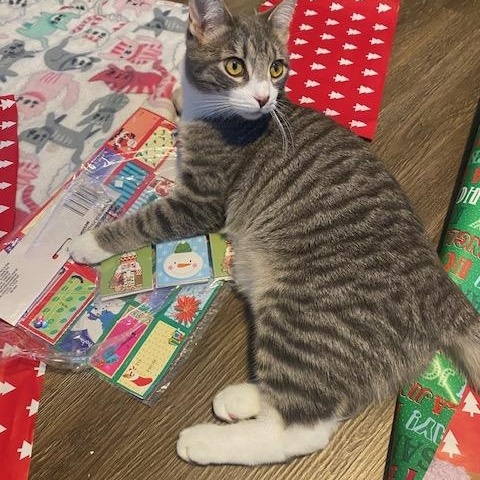 Enlarge Sterling, a ADOPTABLE Domestic Short Hair in Philadelphia, PA image 2/5