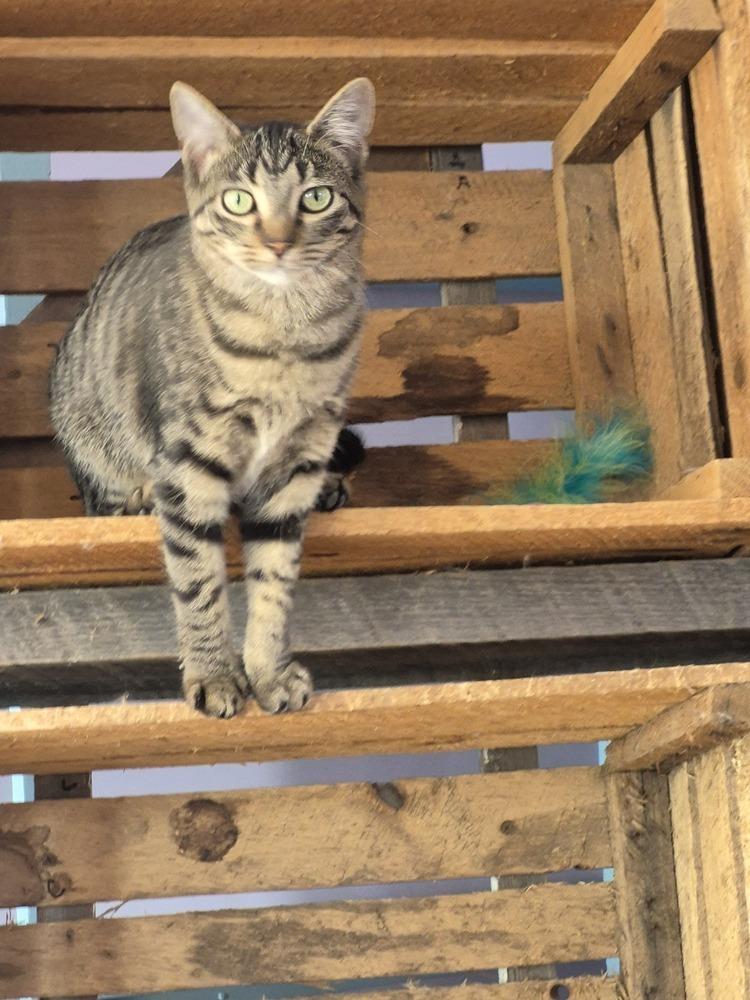 Calgary, Adoptable, Kitten Female Domestic Short Hair.