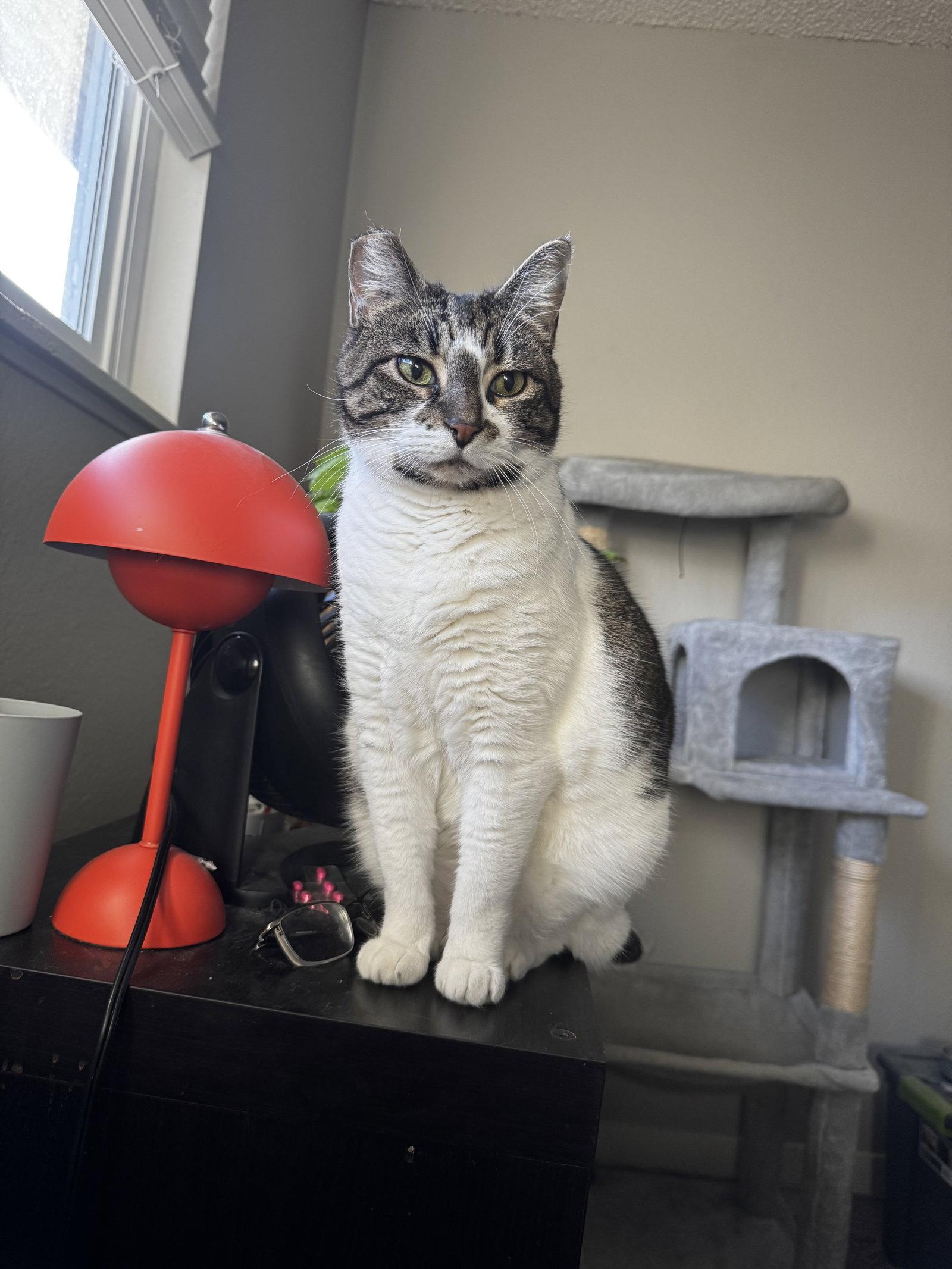 Enlarge BONNIE #1966 - Offered by Owner - Family Pet, a Adoptable mixed breed in Hillsboro, OR image 2/3