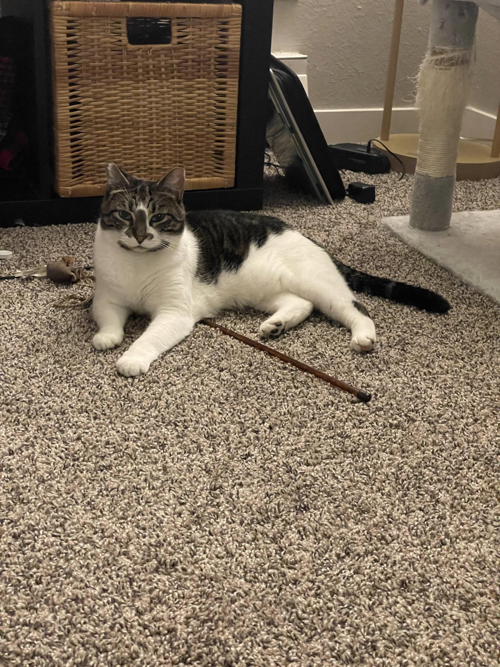 Enlarge BONNIE #1966 - Offered by Owner - Family Pet, a Adoptable mixed breed in Hillsboro, OR image 3/3