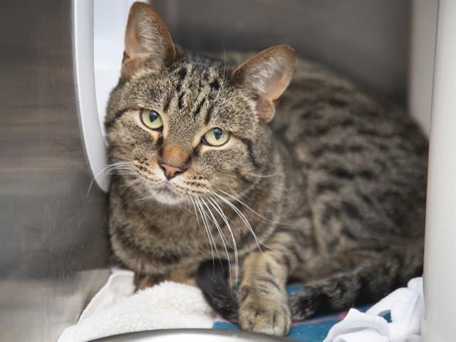 PURRITO, Adoptable, Adult Male Domestic Short Hair.