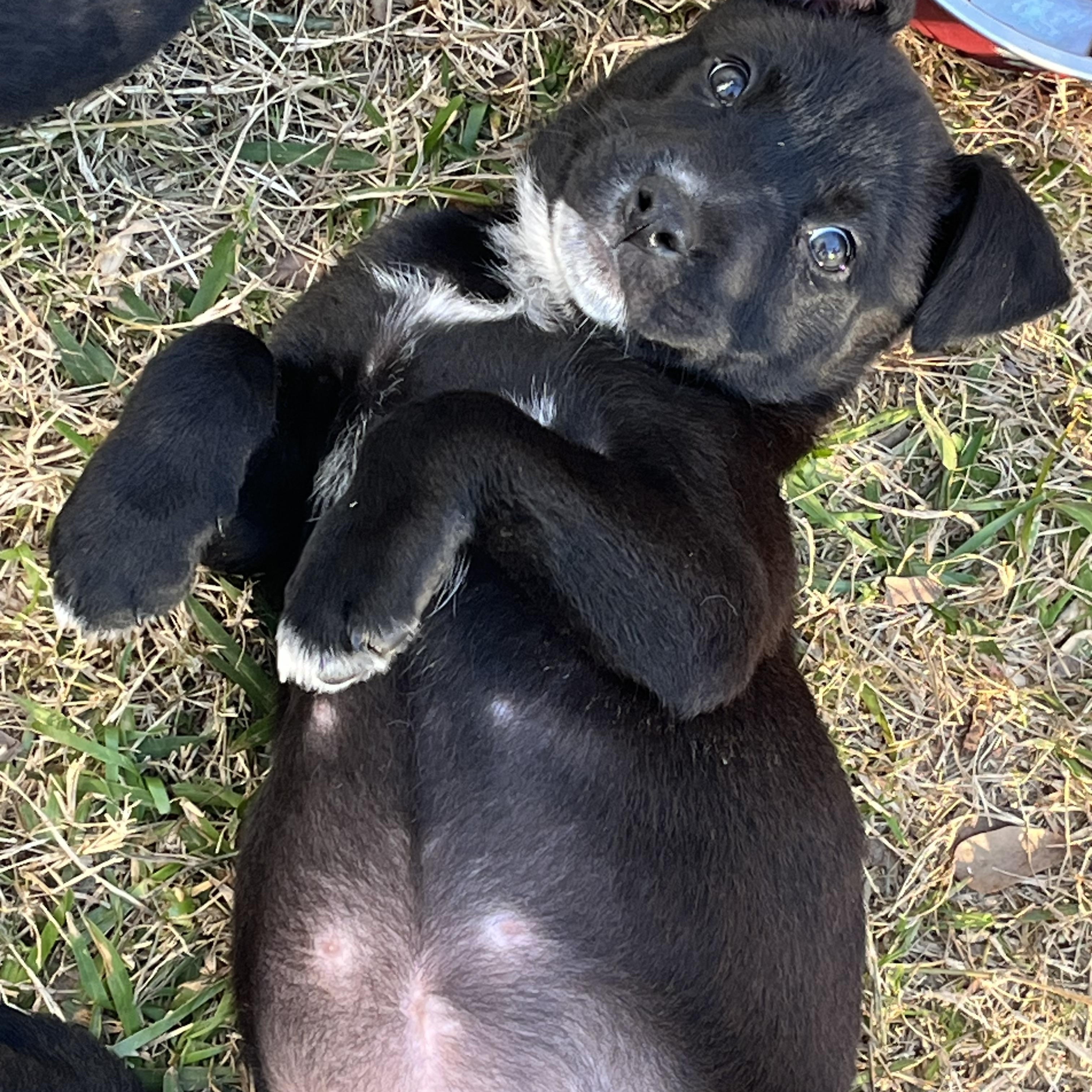 Virginia Choco — thumbnail 4