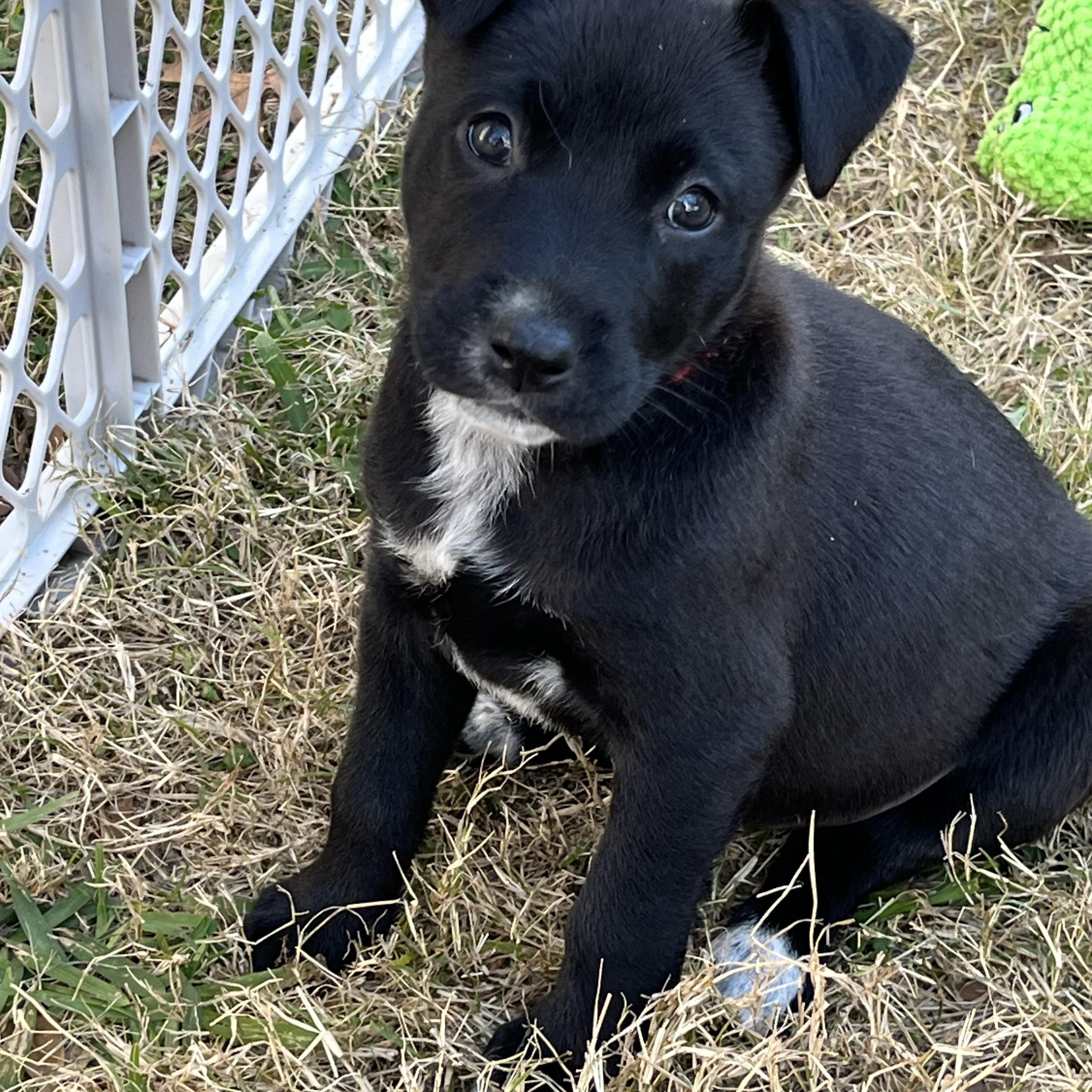 Virginia Choco — thumbnail 5