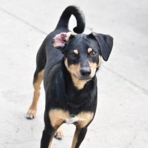 Duke, a Adoptable Miniature Pinscher in Snohomish, WA image 5/5