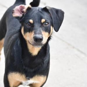 Duke, Adoptable, Young Male Miniature Pinscher.