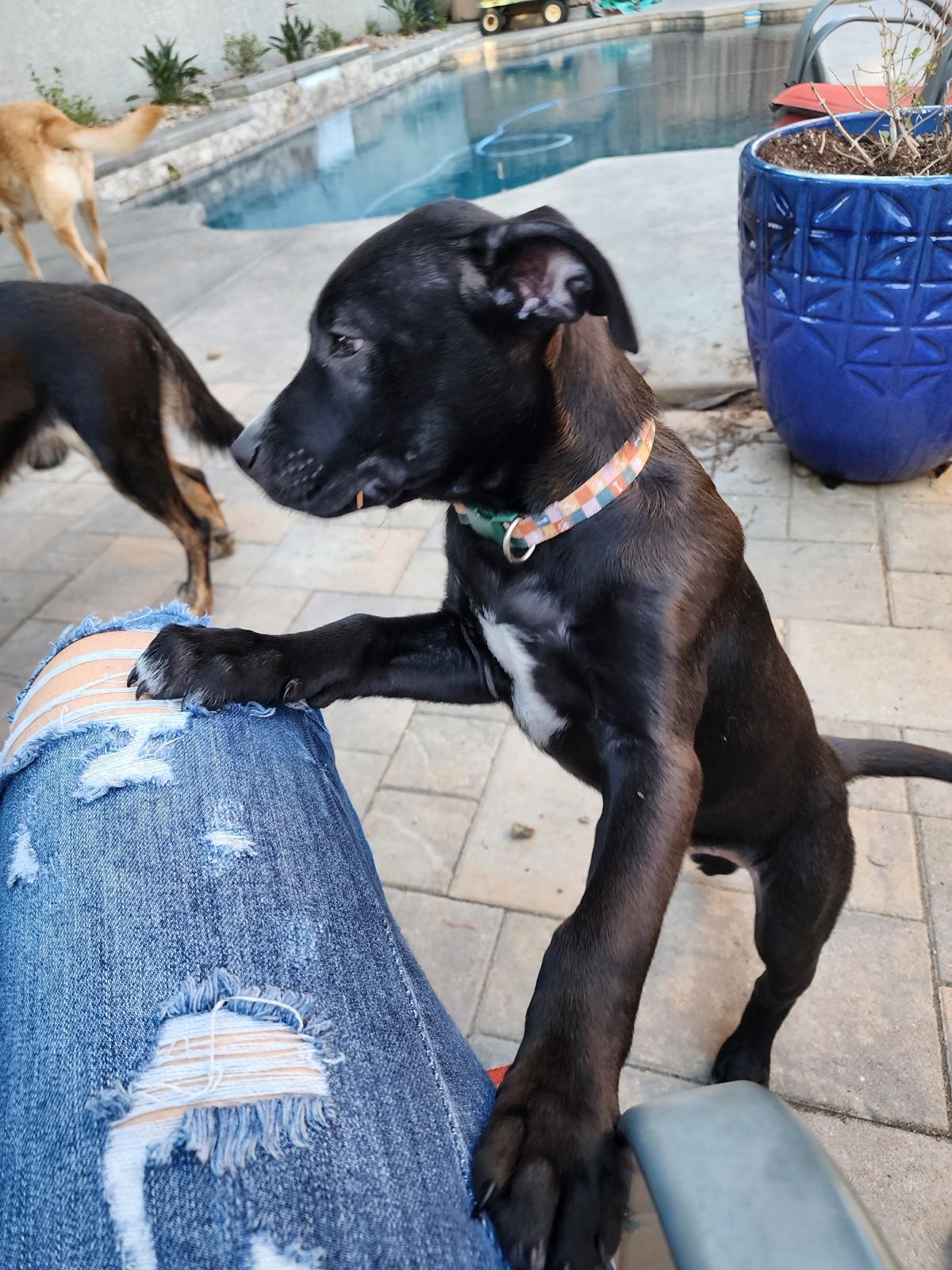 Gemini, a Adoptable mixed breed in Roseville, CA image 2/4