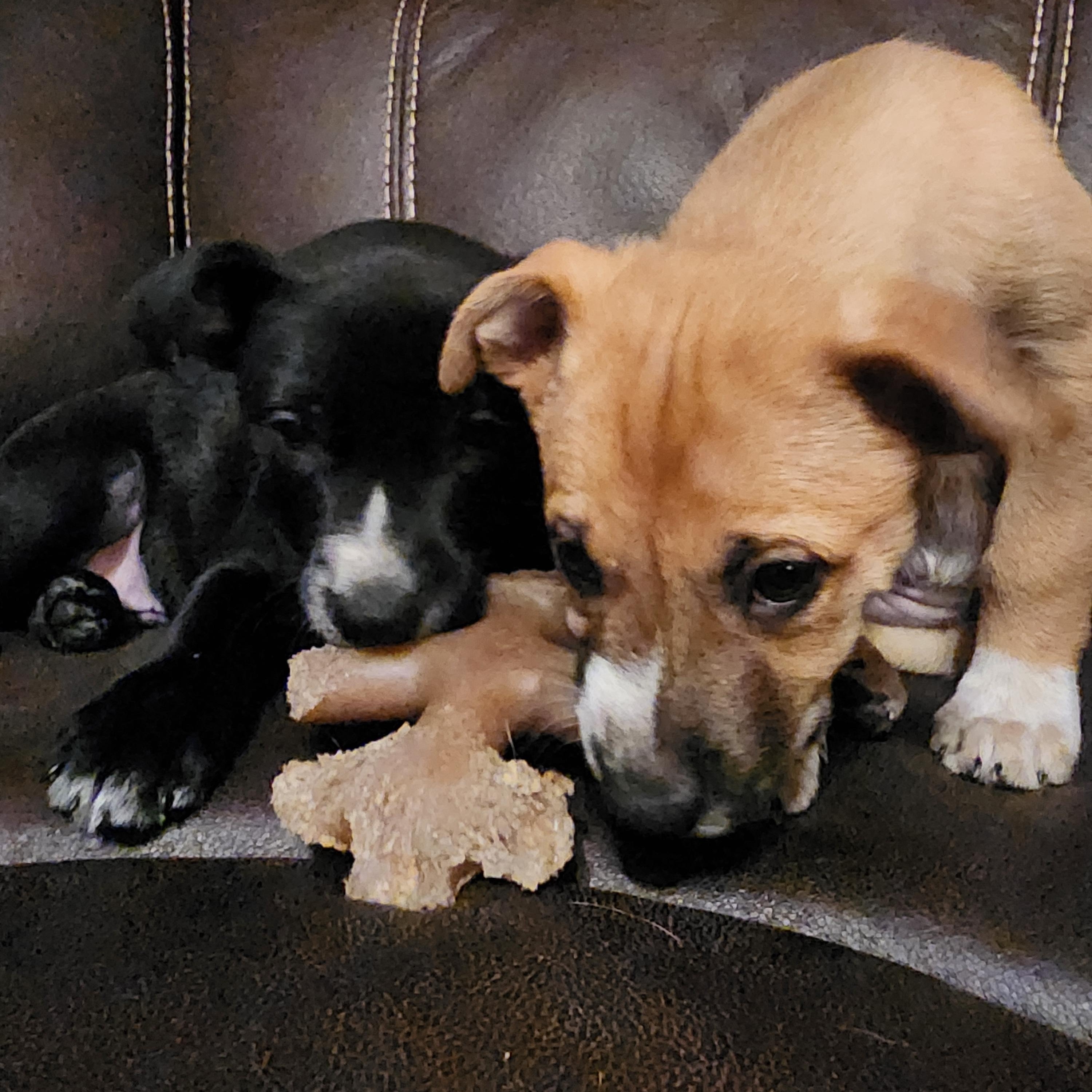 Gemini, a Adoptable mixed breed in Roseville, CA image 3/4