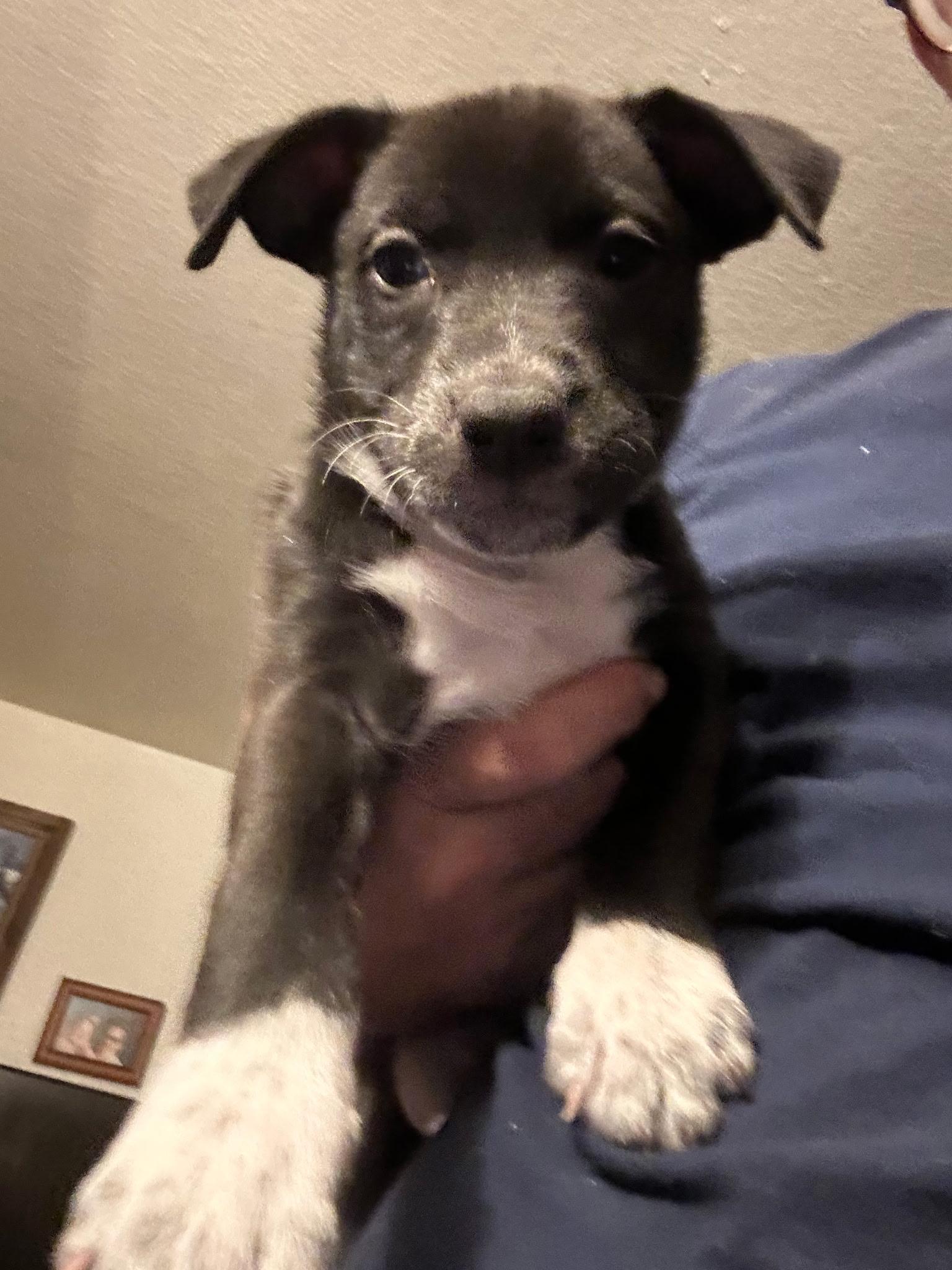 Gemini, a Adoptable mixed breed in Roseville, CA image 4/4