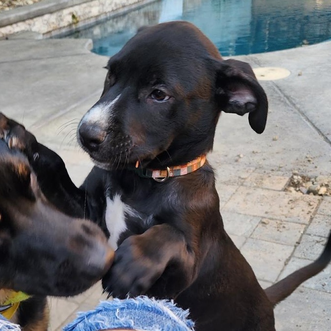 Gemini, Adoptable, Puppy Male Shepherd & Pit Bull Terrier.